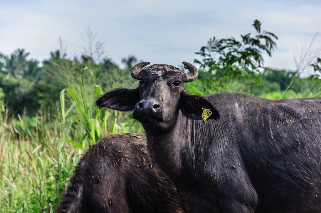 Water buffalo