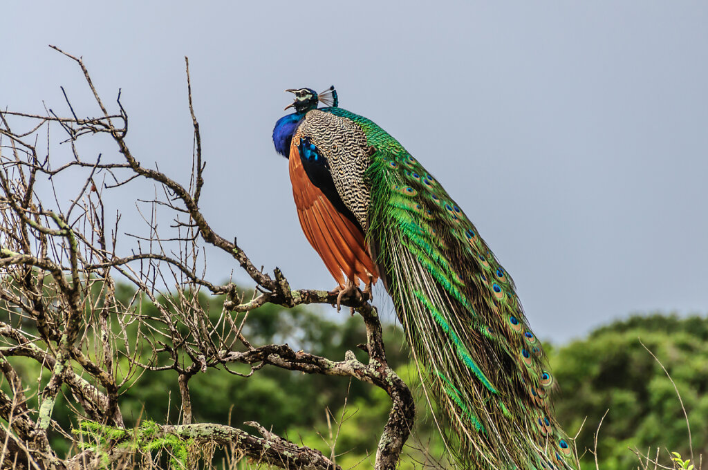 Peacock