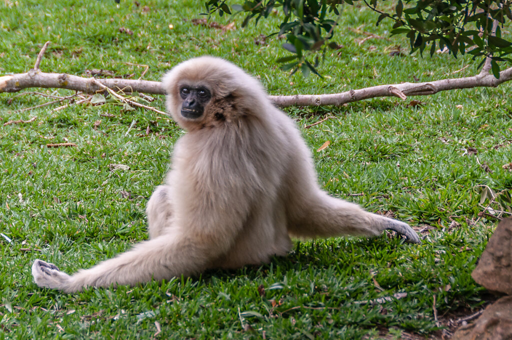 Gibbon