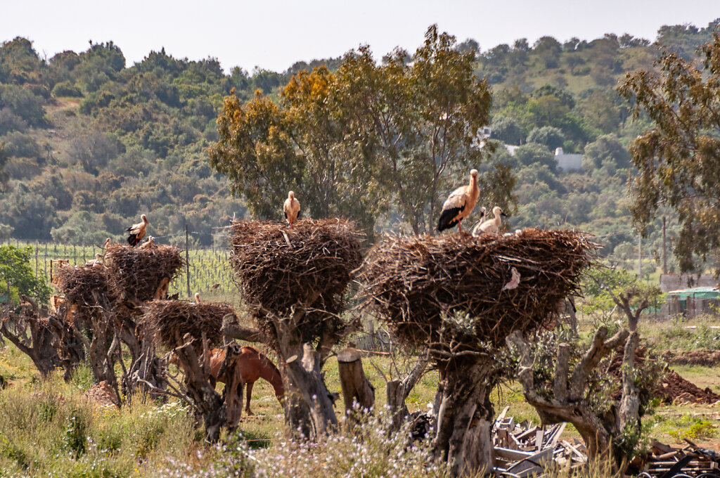 Wohngebiet für Störche