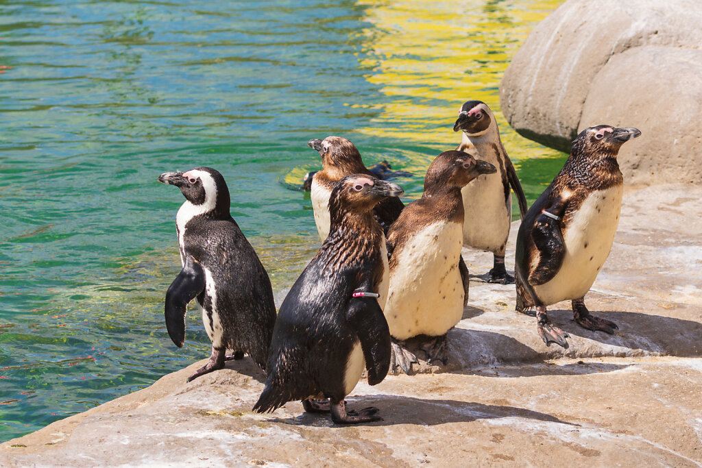 südafrikanische Pinguine