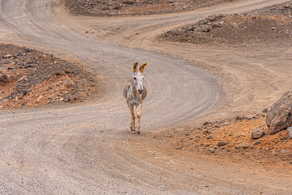 schnell hin zur Futterquelle!