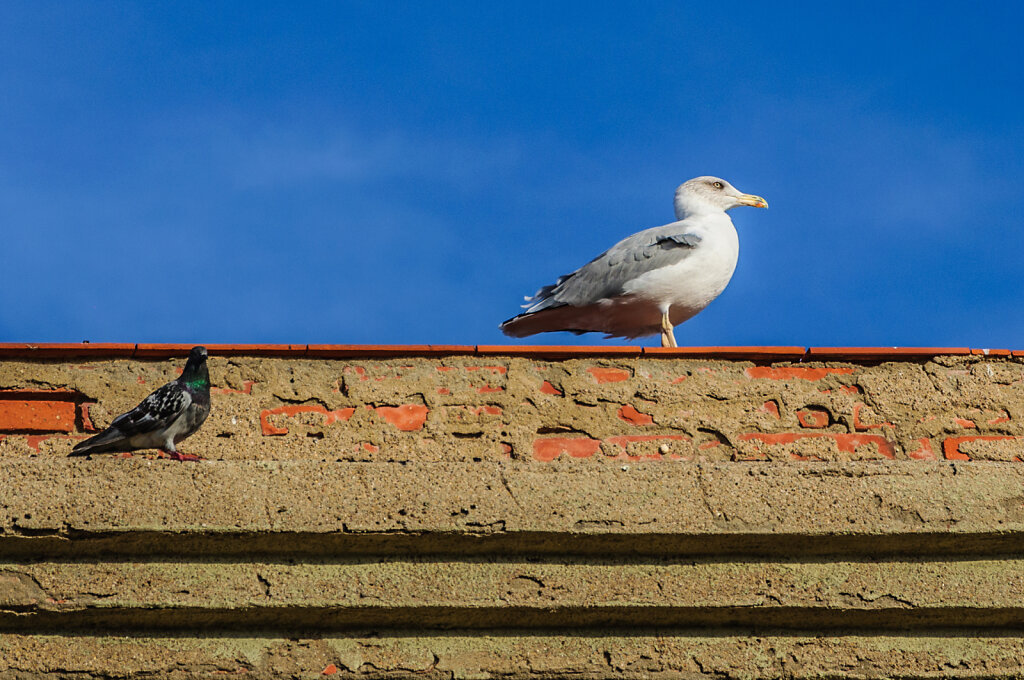 Seagull with pidgeon